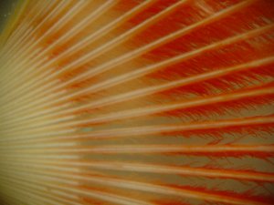 Sabelllidae
